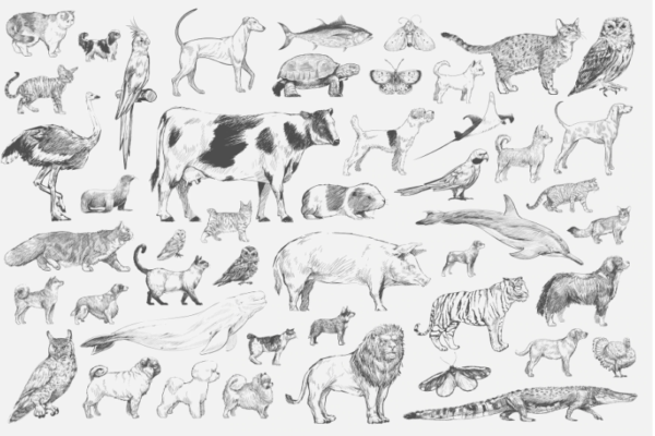 drawing animals ideas